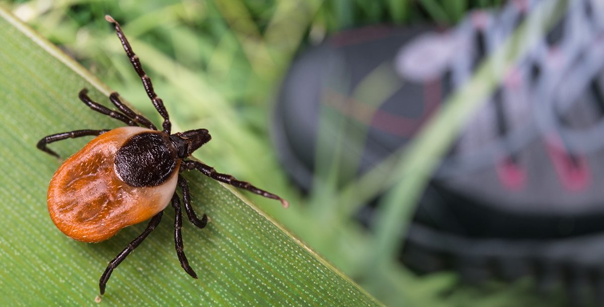 A tick on a leaf.