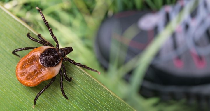 A tick on a leaf.